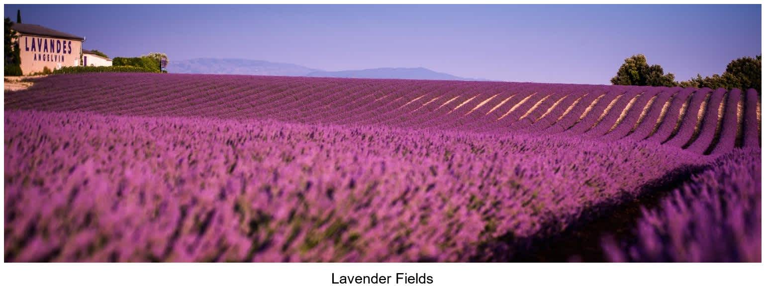Lavender Fields